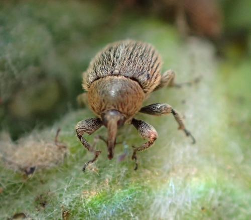 Rhinusa tetra